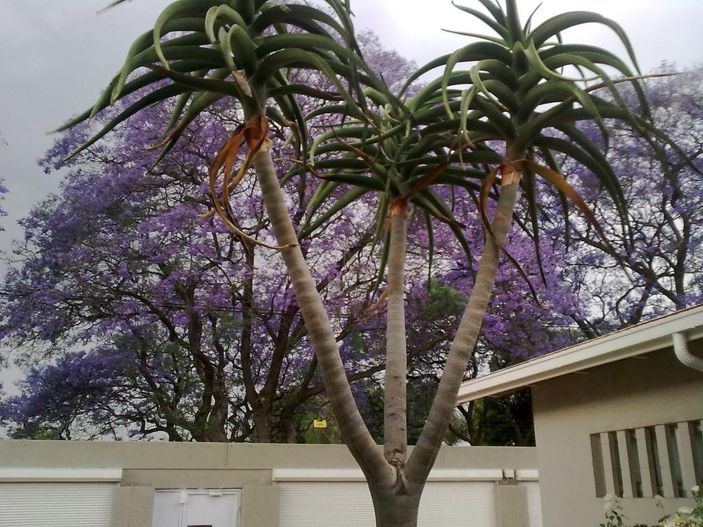 Rosebank Lodge Guesthouse By Claires Joanesburgo Exterior foto